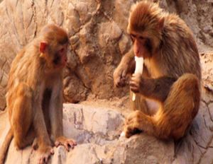 monkeys-ice-lollies