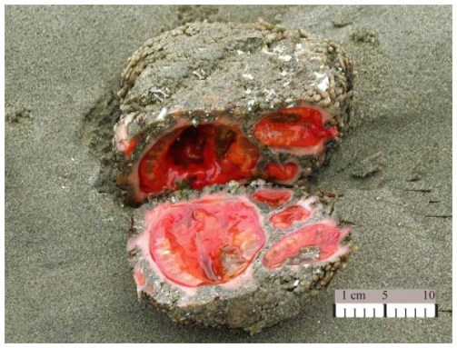 Pyura_chilensis-600x457