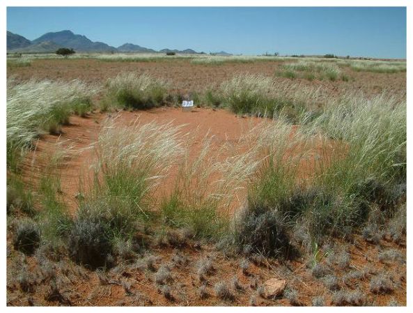 fairy_circle_after_rain