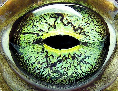 green-toad-eye-opener