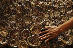 snake-slaughterhouse-11[6]