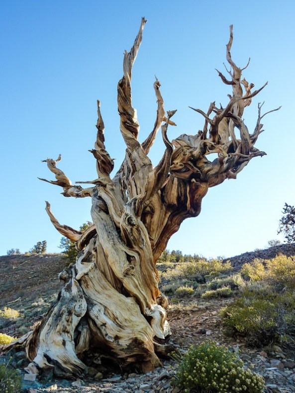 bristlecone-pines-4[6]